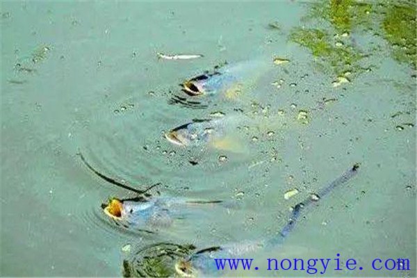 怎樣判斷魚浮頭的程度
