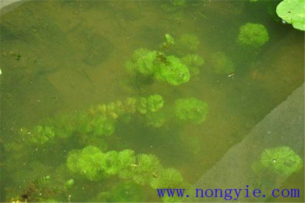 水中有機(jī)物耗氧量對(duì)魚(yú)類的影響