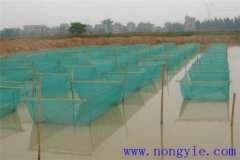 黑魚1齡魚苗放養(yǎng)密度、培育方法和越冬管理