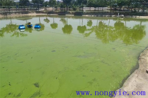魚塘應(yīng)用光合細(xì)菌菌液的注意事項(xiàng)