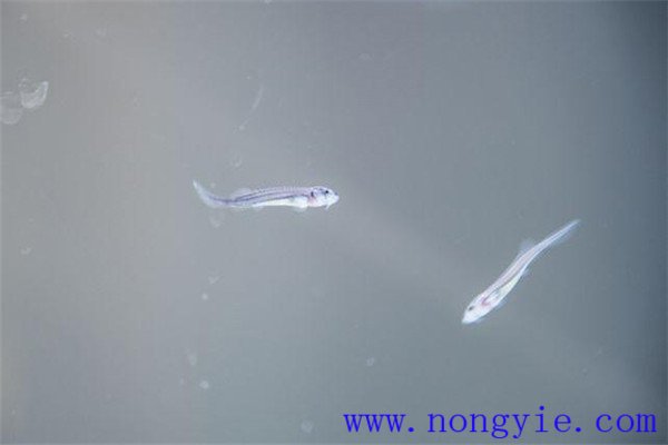 家魚人工繁殖魚苗需要哪些生態(tài)條件