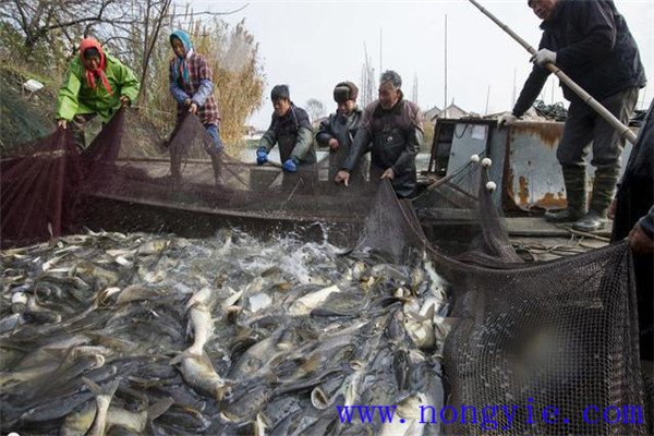 我國魚塘畝產(chǎn)量能達(dá)多少斤