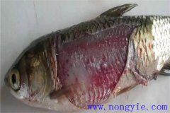 淡水魚(yú)細(xì)菌性爛鰓病如何治療，用什么藥防治？