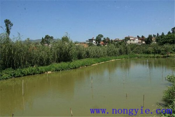 魚塘水色發(fā)紅或水黑什么原因，怎么處理