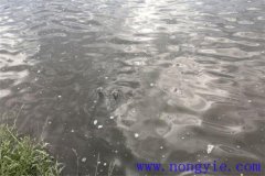 魚(yú)塘冬天怎么保暖 冬季魚(yú)塘如何保溫怎么防寒