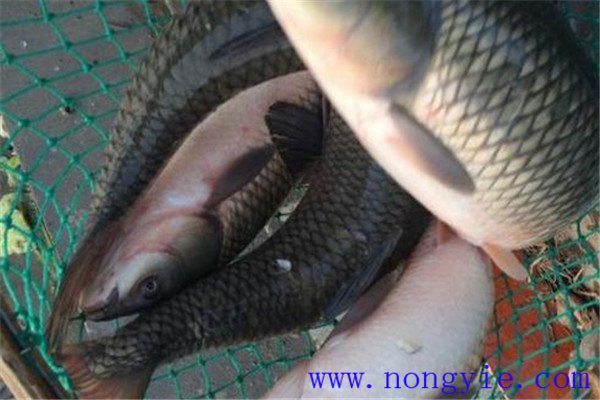 草魚、青魚親魚秋培技術(shù)與方法