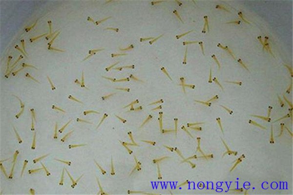 培育魚苗、魚種需要哪些工具