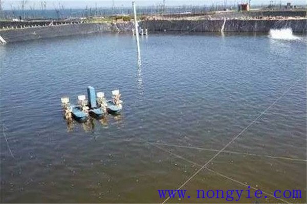 為什么說(shuō)水的ph值對(duì)養(yǎng)魚很重要