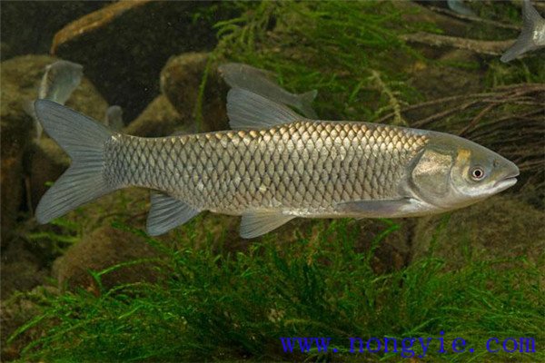 鰱、鳙、草魚