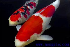 錦鯉的飼養(yǎng)－怎樣繁殖錦鯉？