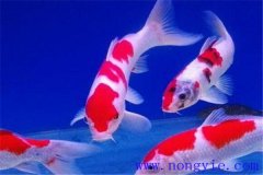 在水族箱中喂養(yǎng)錦鯉要注意些什么？