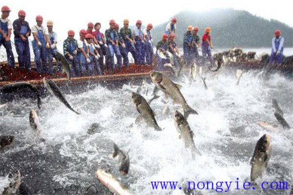 無(wú)公害水產(chǎn)品魚(yú)藥使用原則