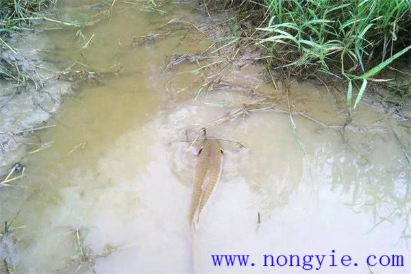 怎樣利用小山塘、魚(yú)池、坑凼培育魚(yú)苗、魚(yú)種