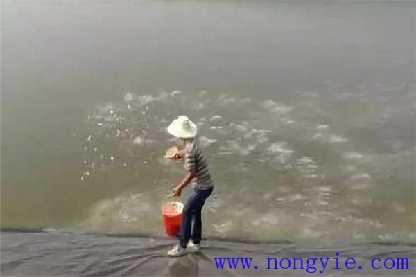 入夏勤施、盛暑穩(wěn)施、秋涼重施