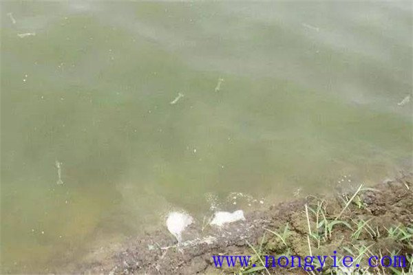 施肥要注意改善魚苗、魚種池水質(zhì)