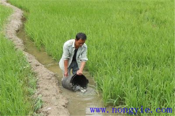 利用稻田培育魚苗、魚種