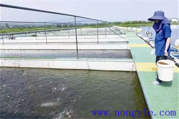 保證飼料質(zhì)量、掌握好投喂量