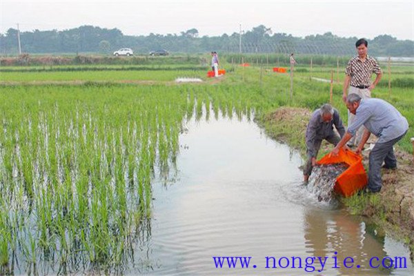 魚類與稻谷增產幅度的關系