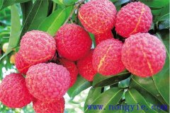 荔枝什么時候成熟上市 荔枝各地什么時間種植？