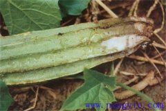 絲瓜果腐病的癥狀是什么，如何防治與預(yù)防？