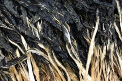 小白菜干怎么曬制，小白菜和大白菜有什么區(qū)別