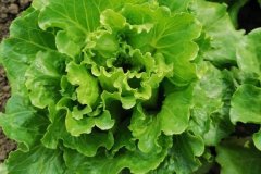 生菜是葉用萵苣嗎?生菜的形態(tài)特征及其三個種