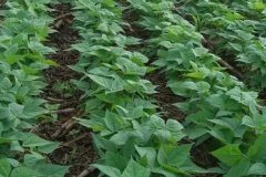 黑豆什么時(shí)間種植，黑豆對(duì)生長(zhǎng)環(huán)境的要求有哪