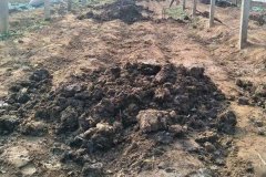 雞糞如何發(fā)酵有機(jī)肥，干雞糞和濕雞糞哪個好？