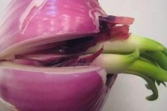洋蔥發(fā)芽能不能吃，怎么避免洋蔥發(fā)芽？