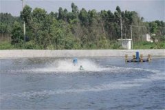 怎樣養(yǎng)好對蝦，養(yǎng)對蝦的基本知識