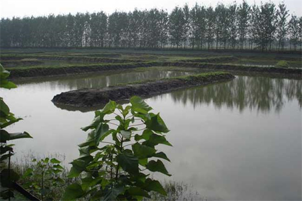 改善水質(zhì)、凈化底質(zhì)