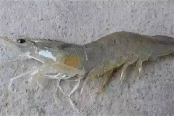 羅氏沼蝦細(xì)菌性壞死病的防治技術(shù)要點