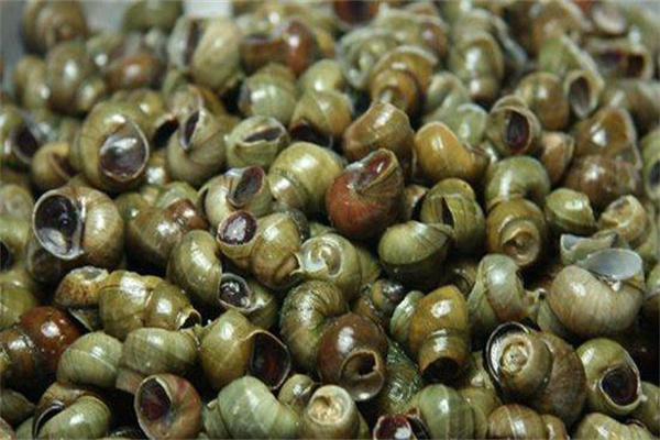 種植水草，投放螺獅