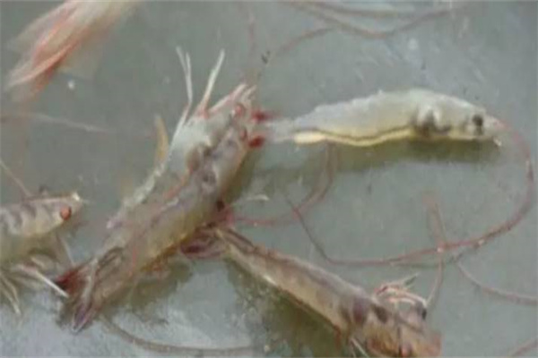 南美白對蝦病害防治的新思路、新方法