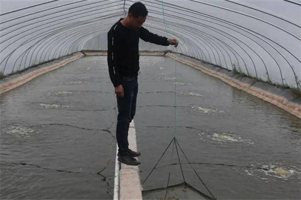 大棚養(yǎng)殖對(duì)蝦的優(yōu)勢