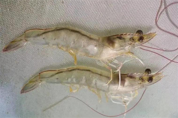 青蝦的交配與產卵過程與管理方法