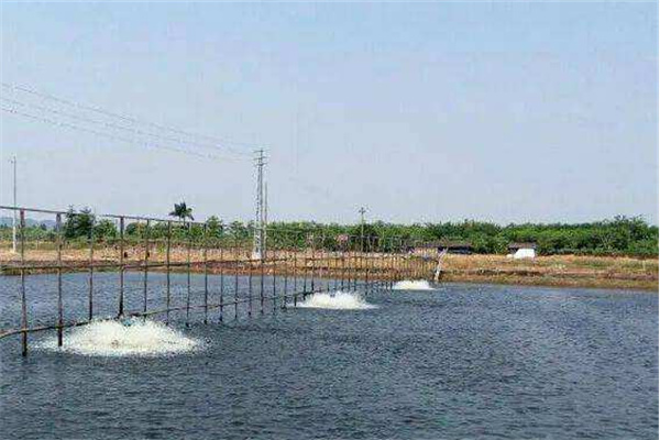 調(diào)節(jié)水質(zhì)、改良底質(zhì)