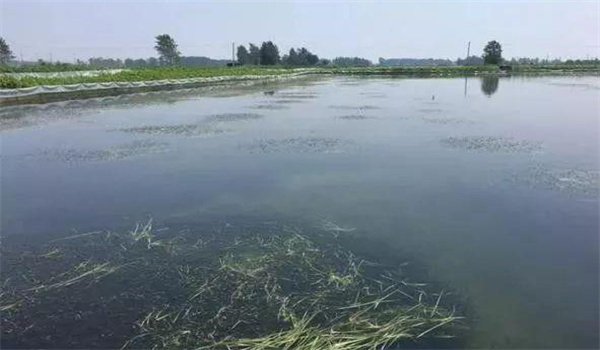 凈化、穩(wěn)定水質(zhì)