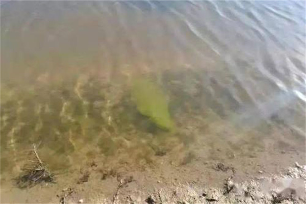 施足基肥，巧施追肥