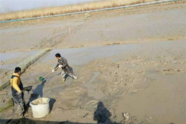 清塘消毒，改良底質