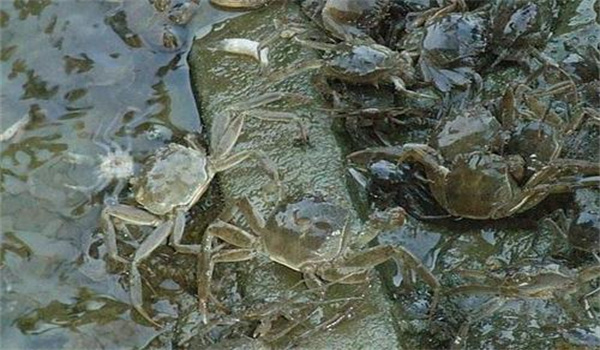 個體健壯、無病害