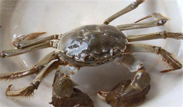 注意不同水系體形、體重差異