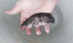 常見(jiàn)的魚(yú)病有幾種類型，病毒性魚(yú)病有幾種