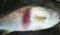 腸炎病，豎鱗病等細(xì)菌性魚(yú)病防治技術(shù)問(wèn)答