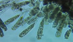 診斷魚病的方法有哪些？