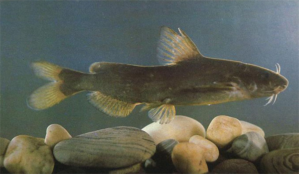 長(zhǎng)吻鮠親本的喂食要點(diǎn)