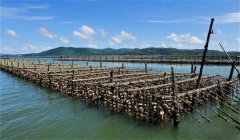 怎樣選擇養(yǎng)蠣場(chǎng)地，牡蠣養(yǎng)殖場(chǎng)地的條件是什么