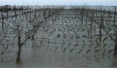 怎樣確定牡蠣采苗期，選用什么樣的采苗器較好