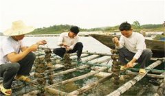 河蚌怎樣采捕、運(yùn)輸與暫養(yǎng)