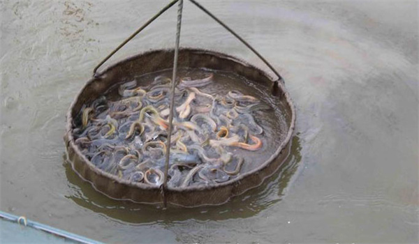 泥鰍苗種運輸前準(zhǔn)備